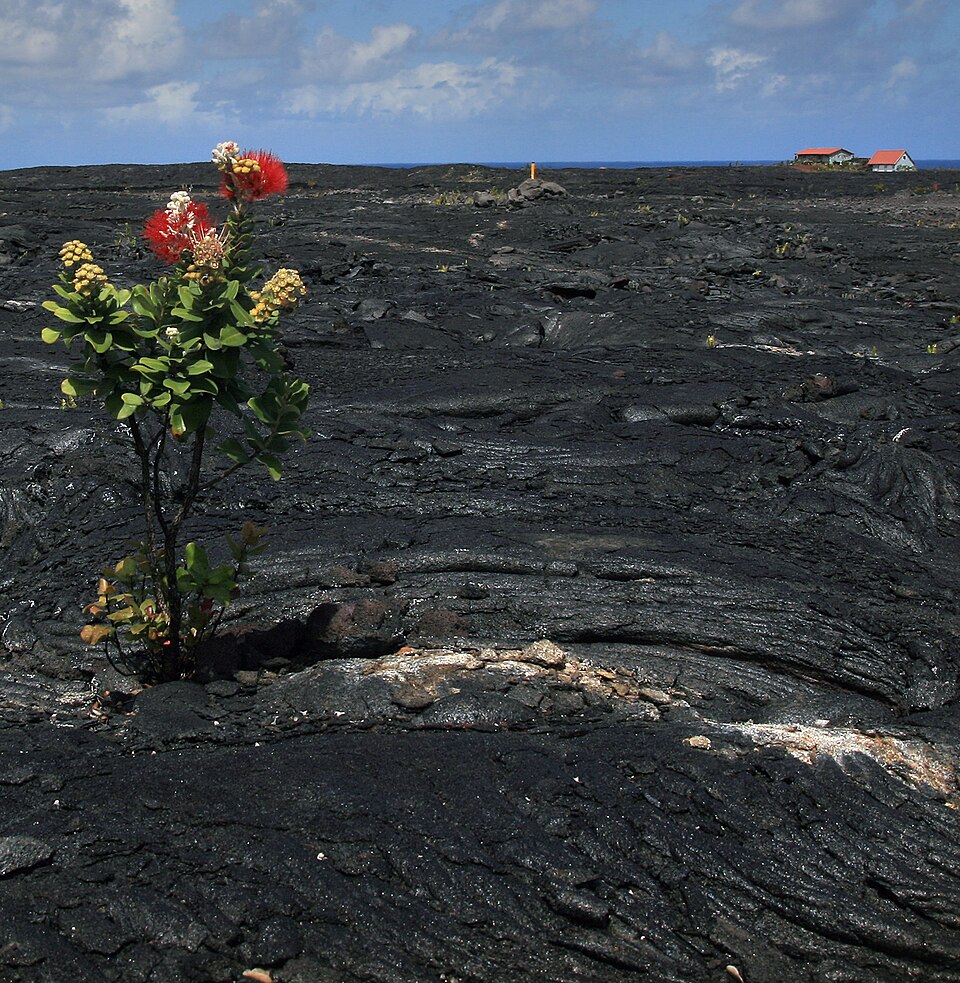 The lava-covered landscape of Kalapana on Hawaiʻi Island.