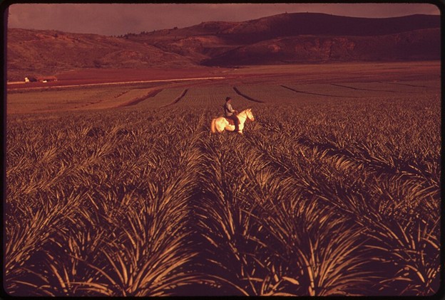 Pineapple fields on Lānaʻi during the plantation era